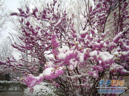 三月桃花雪漫天飞舞