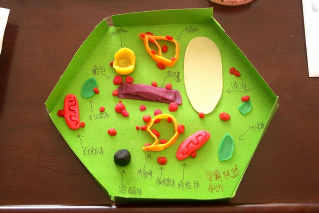 学生制作的细胞模型