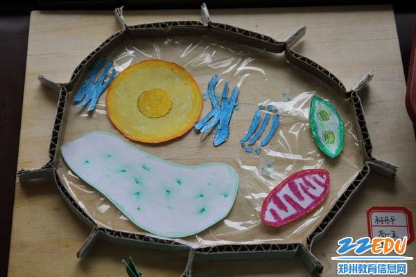 [19中] 高一年级举行生物细胞模型大赛 _ 校园网 _ 郑州教育信息网