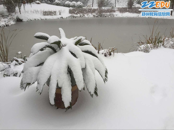 下雪了,郑州的校园美成什么样了?看看就知道了