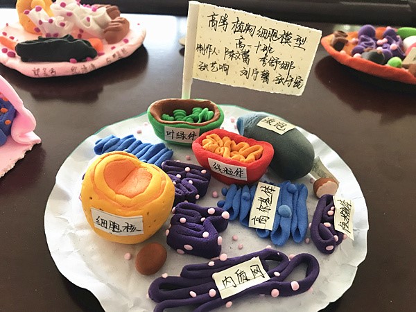 精彩微观,魅力律动—郑州19中举办真核细胞三维结构模型制作展