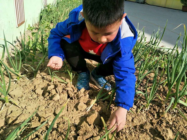 校园广角镜 >正文    为了让孩子们通过亲手种植,主动探究植物生长的