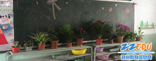 一一班的美丽绿植01 一一班的美丽绿植01