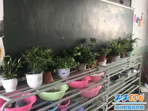 一二班里生机勃勃的绿植 一二班里生机勃勃的绿植