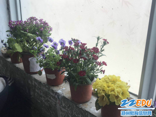 二一班的美丽绿植01 二一班的美丽绿植01