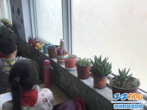 二一班的美丽绿植02 二一班的美丽绿植02