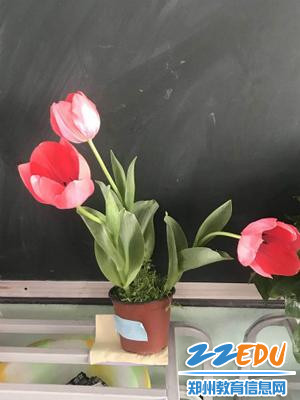 三一班的美丽绿植 三一班的美丽绿植