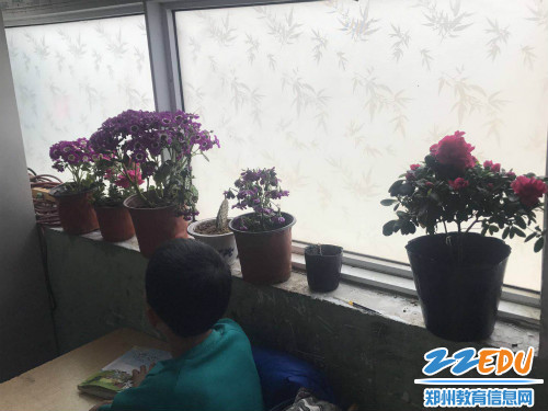 五一班的美丽绿植 五一班的美丽绿植