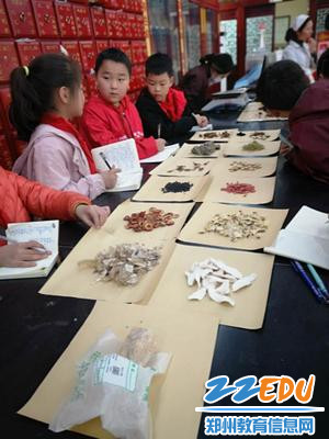 孩子们认真观察草药,认识草药 孩子们认真观察草药,认识草药