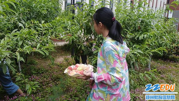 寻寻觅觅摘桃子_副本 寻寻觅觅摘桃子_副本