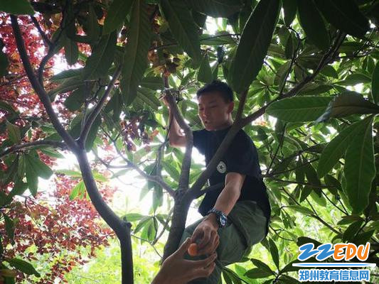 爬到树上采摘高处的枇杷 爬到树上采摘高处的枇杷