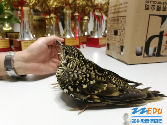 4.逐渐恢复精神气的虎斑地鸫 - 副本 4.逐渐恢复精神气的虎斑地鸫 - 副本