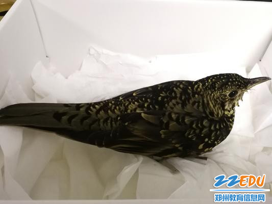 1.郑州八中老师救护的虎斑地鸫,在临时喂它准备的小窝里静养 - 副本 1.郑州八中老师救护的虎斑地鸫,在临时喂它准备的小窝里静养 - 副本