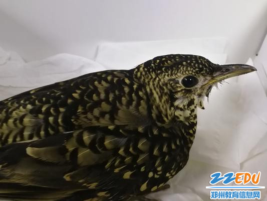 2.眼神 - 副本 2.眼神 - 副本