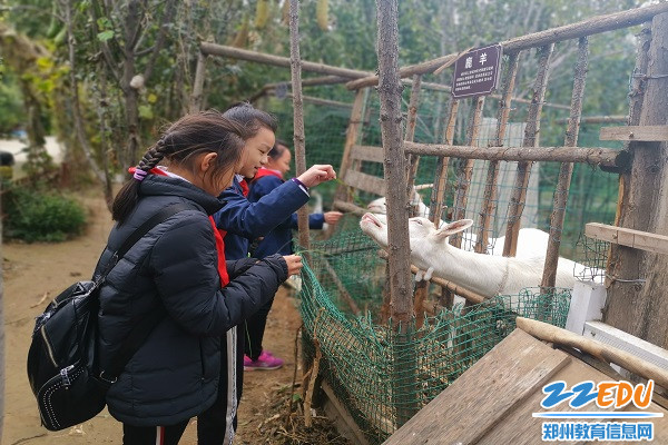 体验喂养小动物 体验喂养小动物