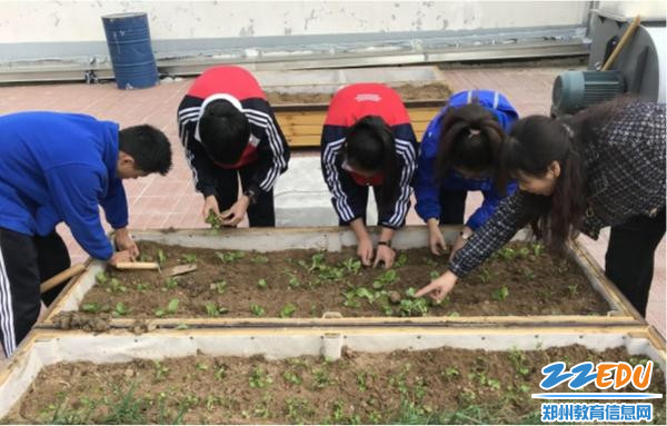 6同学们在生物老师的指导下移栽蔬菜幼苗