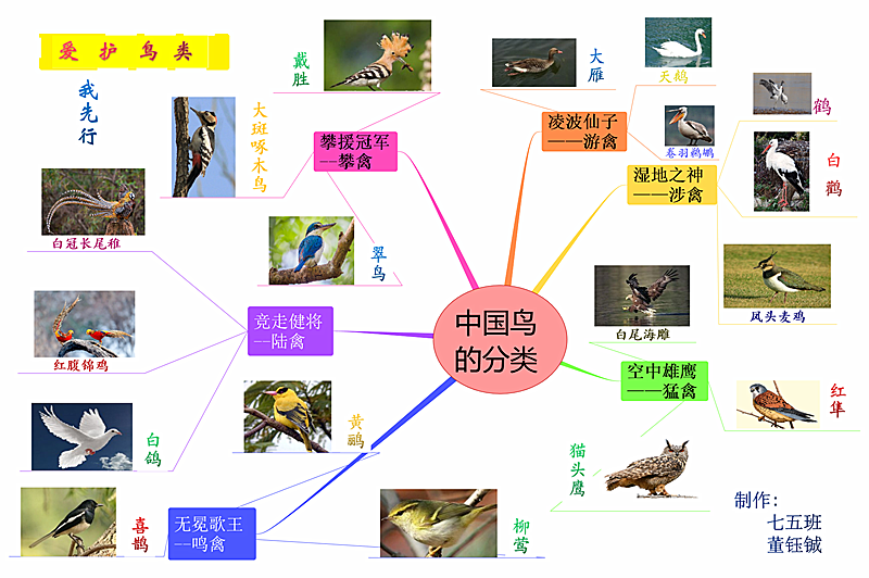 鸟分类思维导图作品