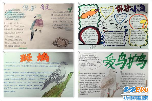 学生"爱鸟护鸟"手抄报