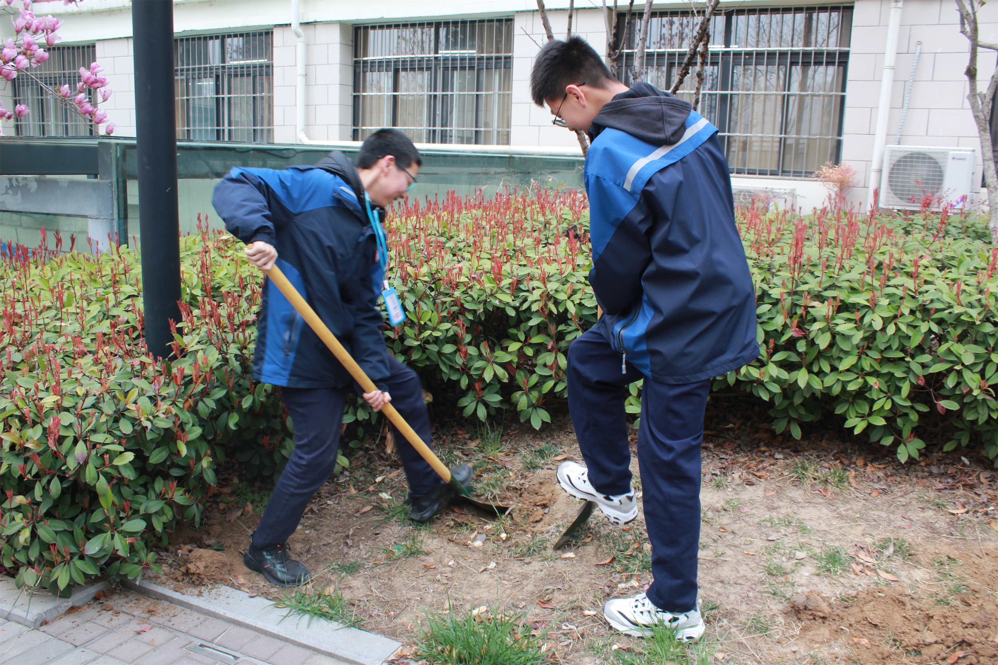 学生植树