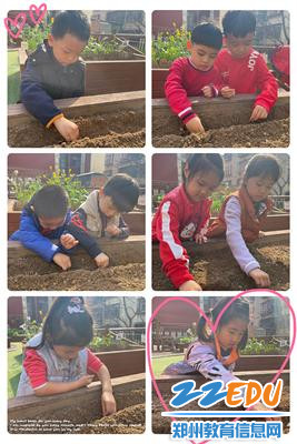 4中班幼儿种植向日葵 4中班幼儿种植向日葵