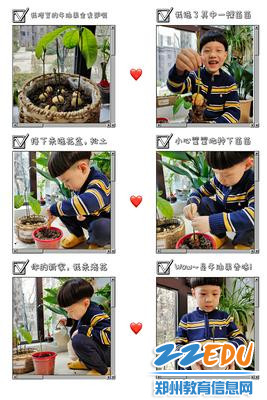 8中班幼儿在家种植牛油果 8中班幼儿在家种植牛油果