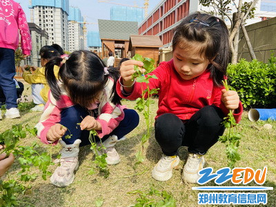 2.蹲在地头择香菜_调整大小 2.蹲在地头择香菜_调整大小