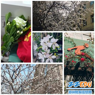 2.校园里的花花 2.校园里的花花