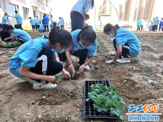 学生一起栽甘蓝苗