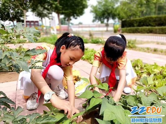 上街实验小学的孩子们在自己的劳动实验田里感受收获的欣喜