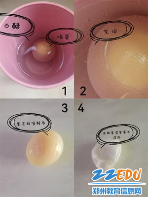 1、用鸡蛋自制半透膜