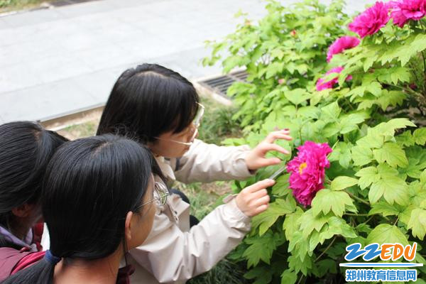 张梅娜带学生观察牡丹花