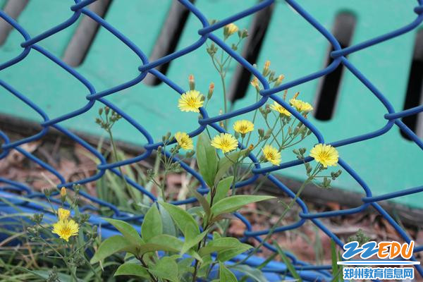 花叶滇苦菜