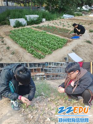 种植课老师和学生们在菜地上课_副本