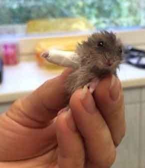 一只因为骨折被送进医院的小仓鼠,感觉医生包扎的时候也是挺艰难的.