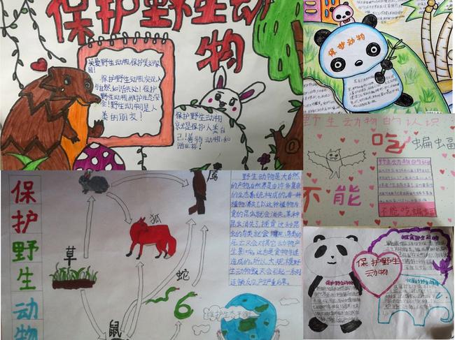 ６科学组 保护野生动物