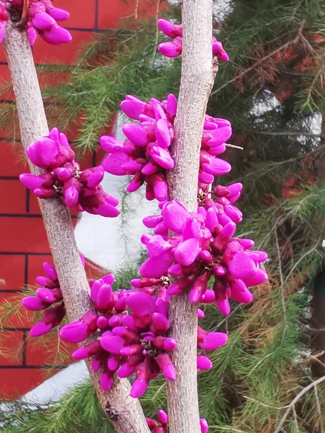 15紫荆花