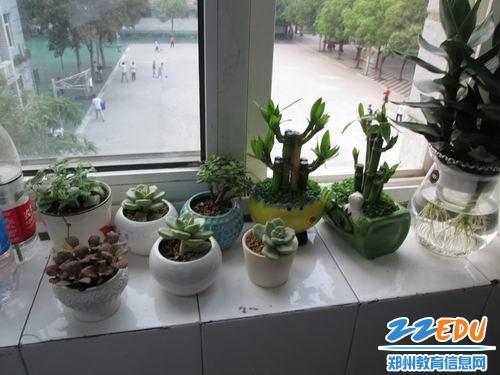 郑州24中开展班级植物角评比活动 打造生态教室