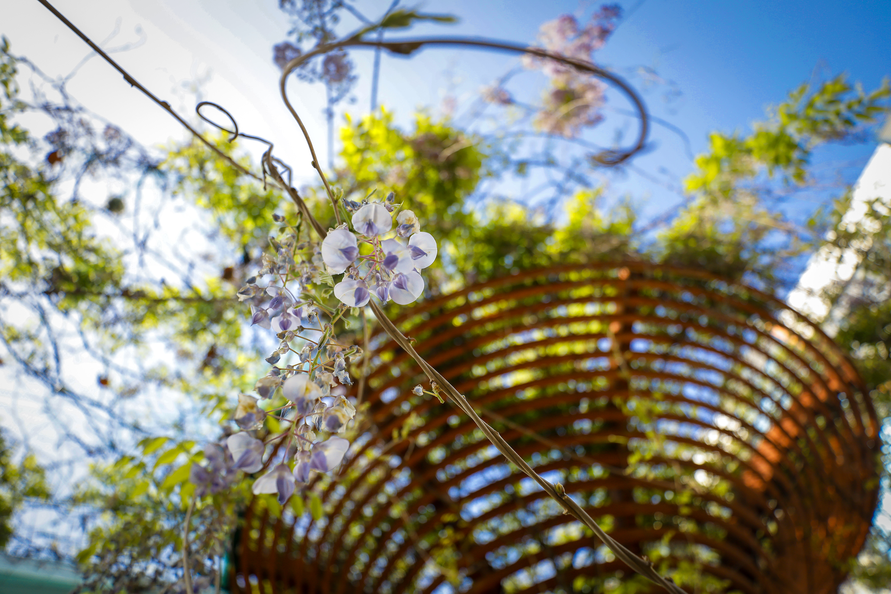 【图集】一树繁花，满园朝气：郑州校园春色美得刚刚好