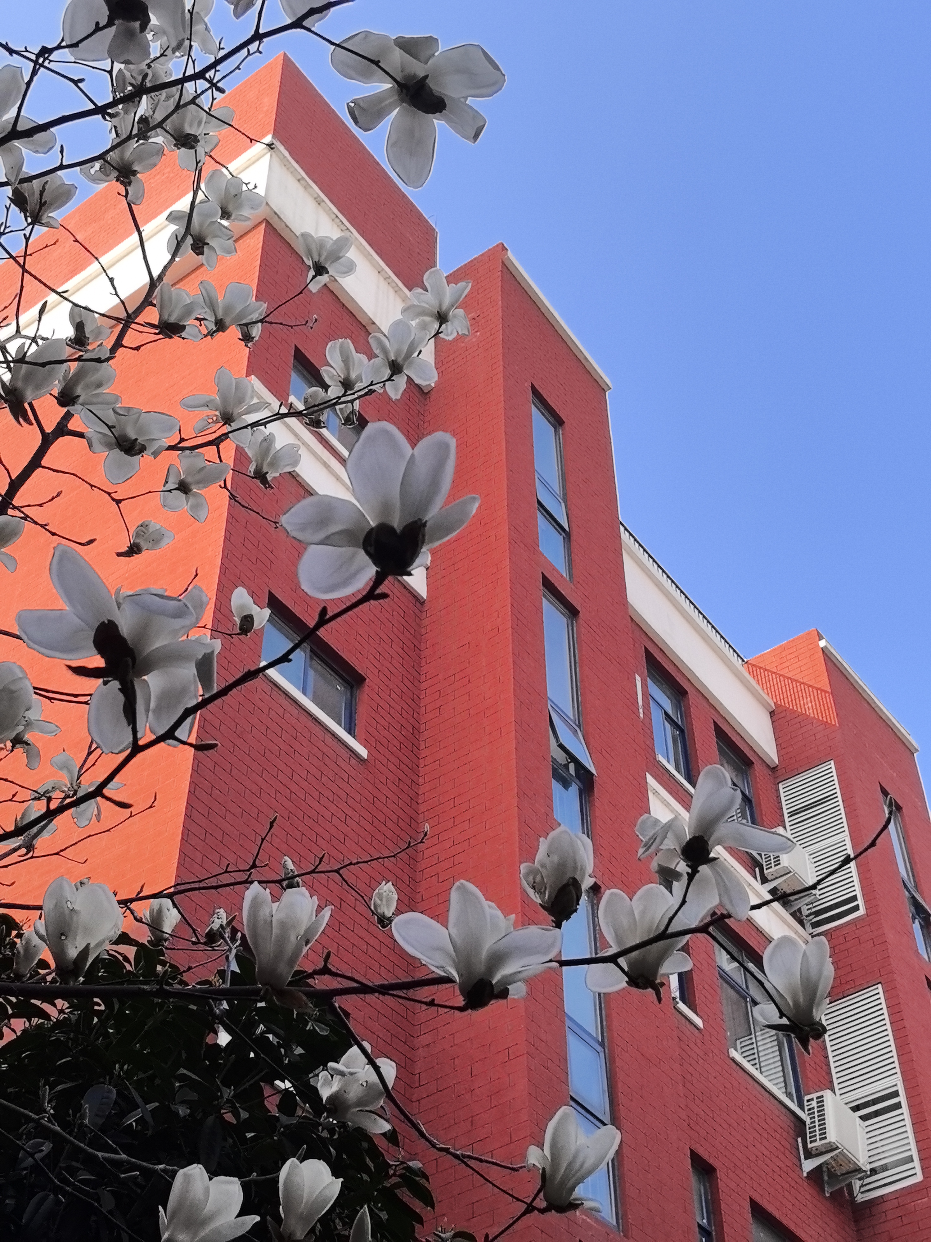 【图集】郑州校园的春天：花开正好，少年们笑得正灿烂